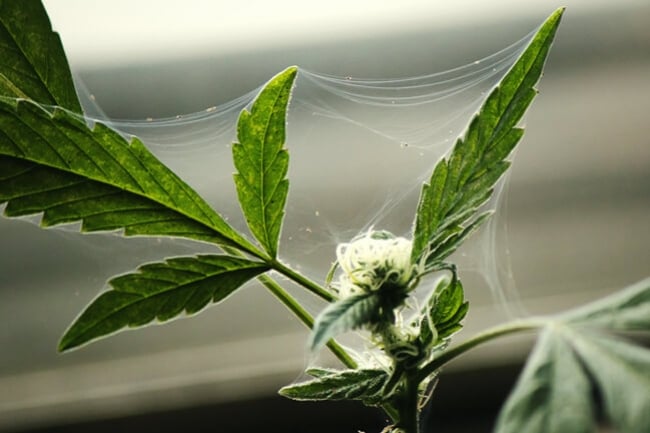 Comment protéger vos plants de cannabis en extérieur des insectes