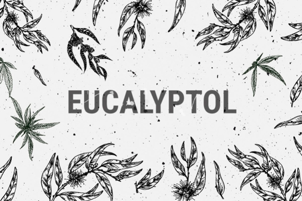 Cinéol (Eucalyptol) : Un Terpène Au Fort Potentiel Médicinal
