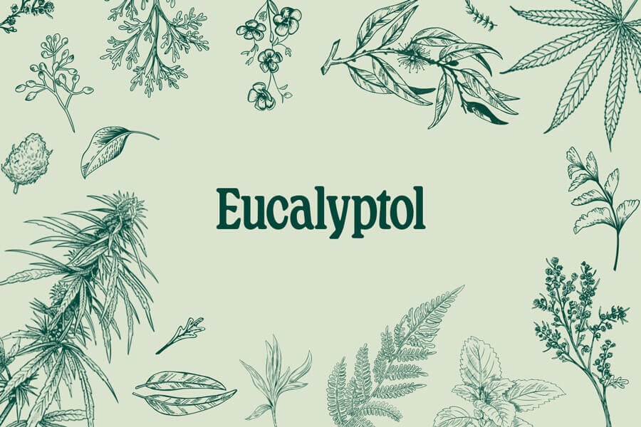 Cinéol (Eucalyptol) : Un Terpène Au Fort Potentiel Médicinal