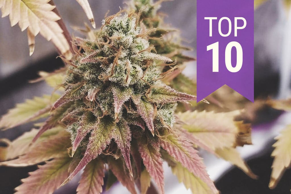 Top 10 des variétés riches en THC 2024