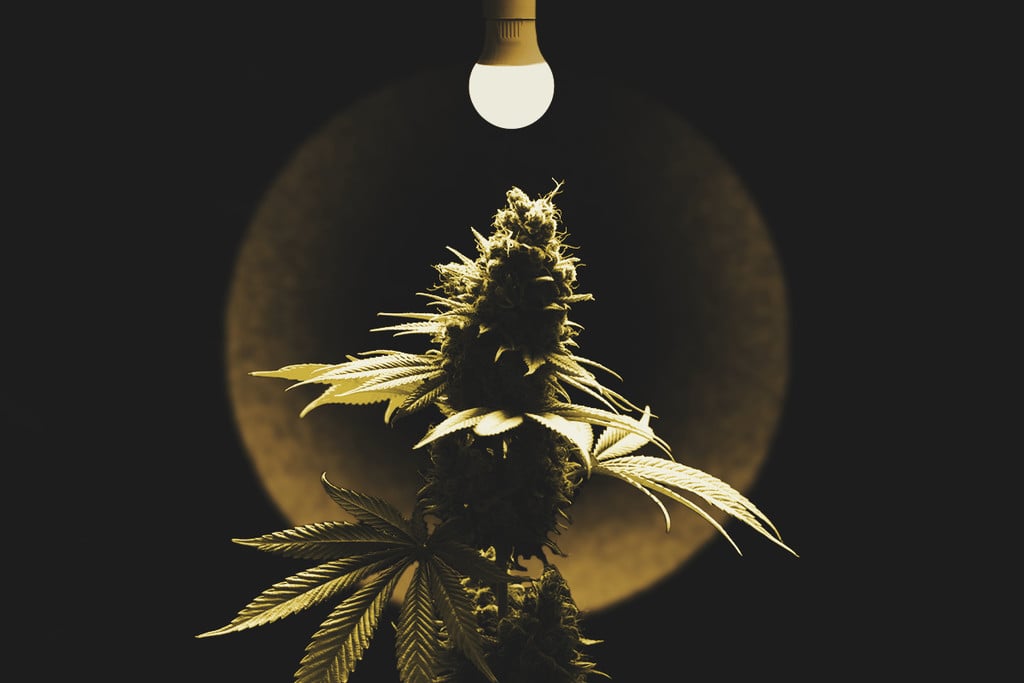 Repérer Et Traiter Une Brûlure Lumineuse Sur Le Cannabis