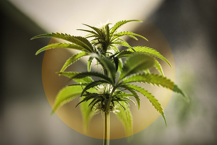 Comment repérer et éviter une brûlure liée à la lumière sur votre cannabis