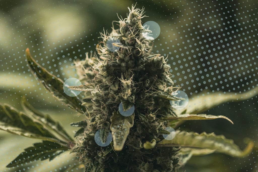 Feuilles résineuses du cannabis : que sont-elles et comment les utiliser ?