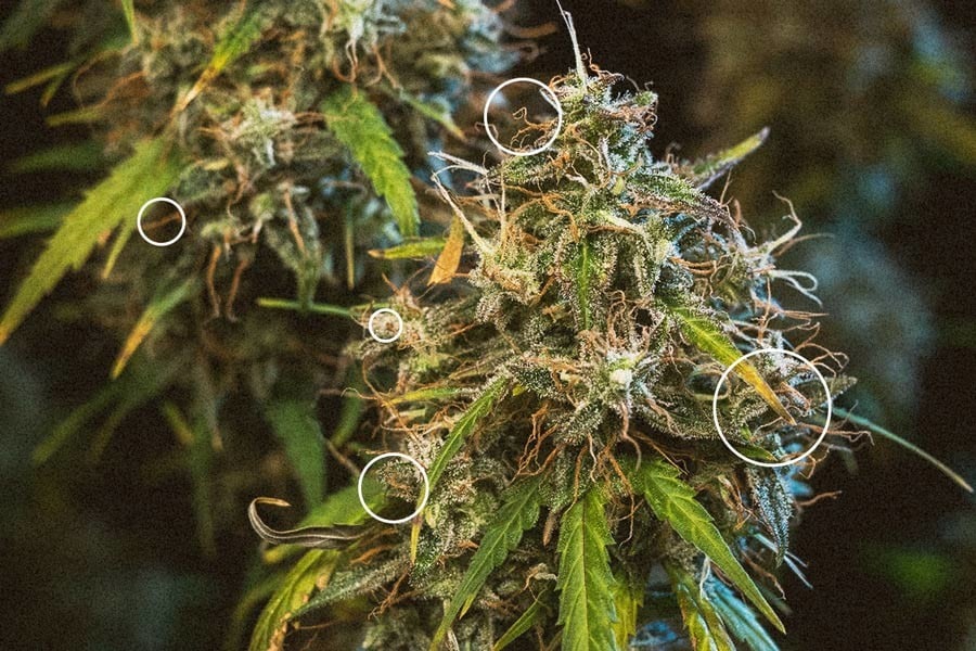 Conserver ses fleurs CBD : 3 conseils pour stocker votre chanvre