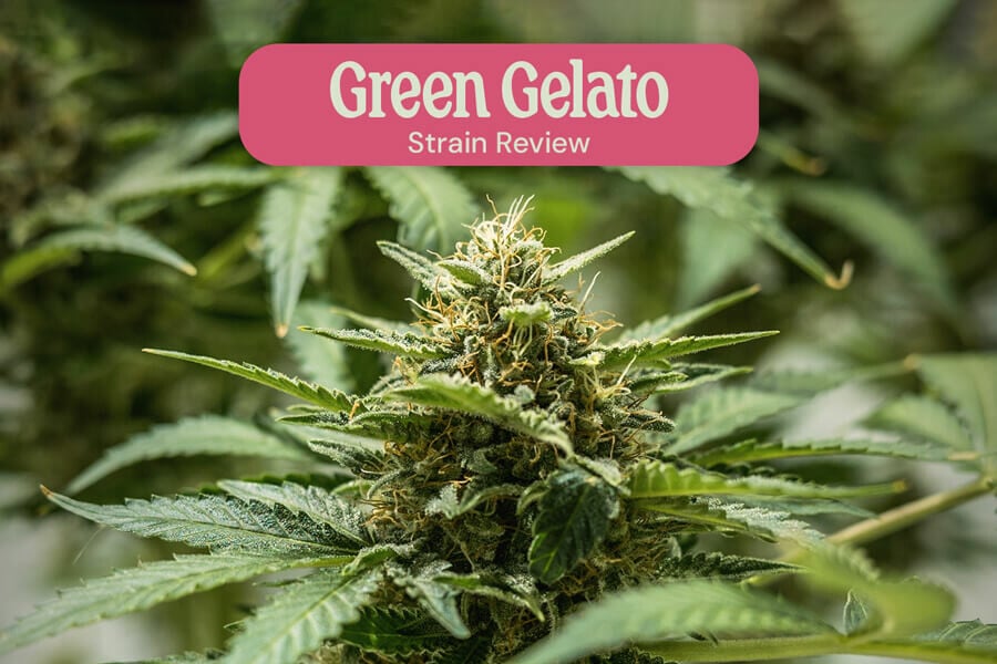 Évaluation de variété Green Gelato