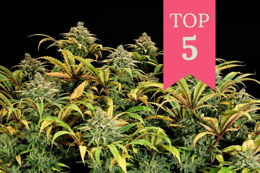 Top 5 Des Variétés RQS À Cultiver En Sea Of Green (SOG)