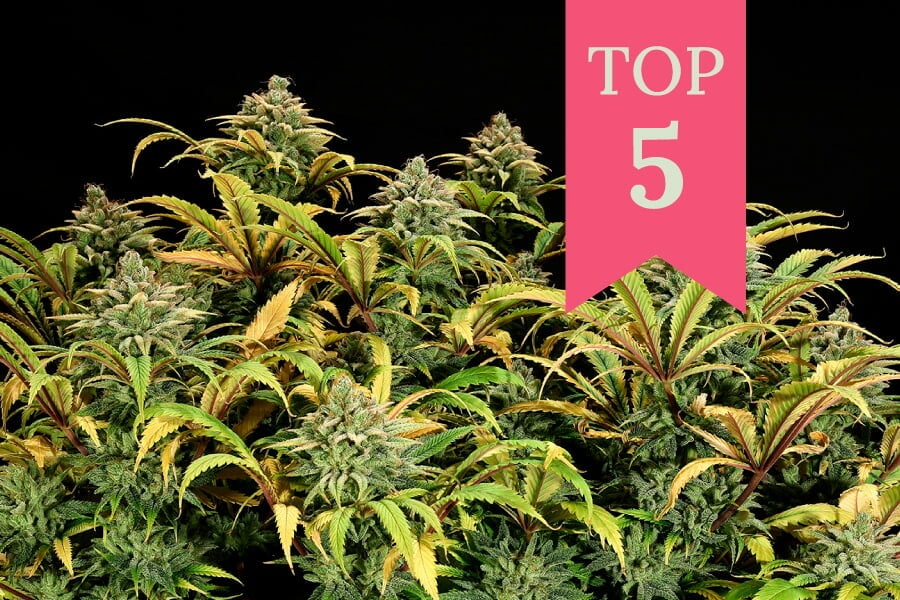 Meilleures variétés de cannabis pour la méthode du Sea of Green (SOG)