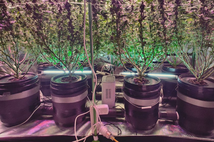 Obtenez de grosses récoltes de cannabis avec la culture en eau profonde (DWC)