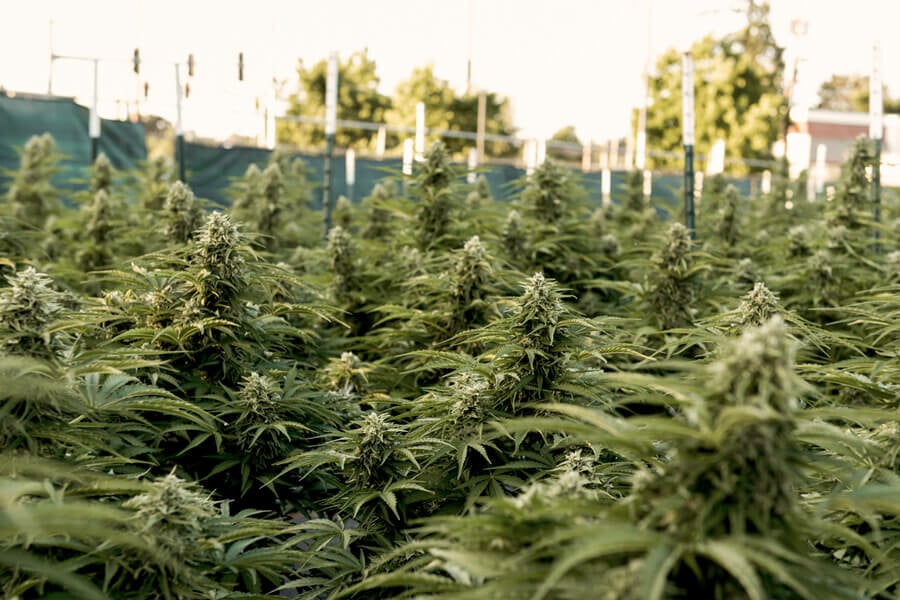Quelle Quantité De Soleil Est Nécessaire Au Cannabis En Extérieur ?