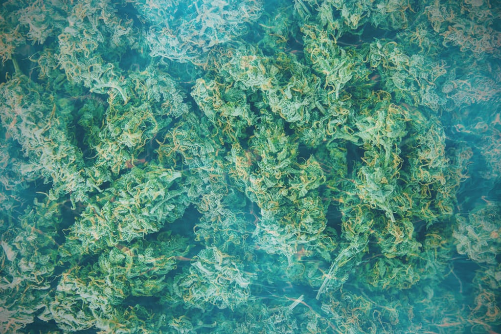 Comment Affiner À l'Eau Votre Weed