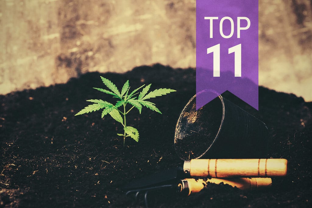 Top 11 Des Erreurs À Éviter En Culture De Cannabis
