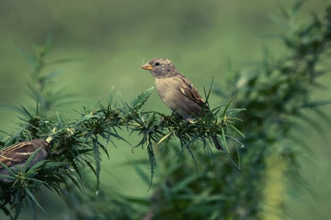Oiseaux et Cannabis : Symptômes Et Solutions