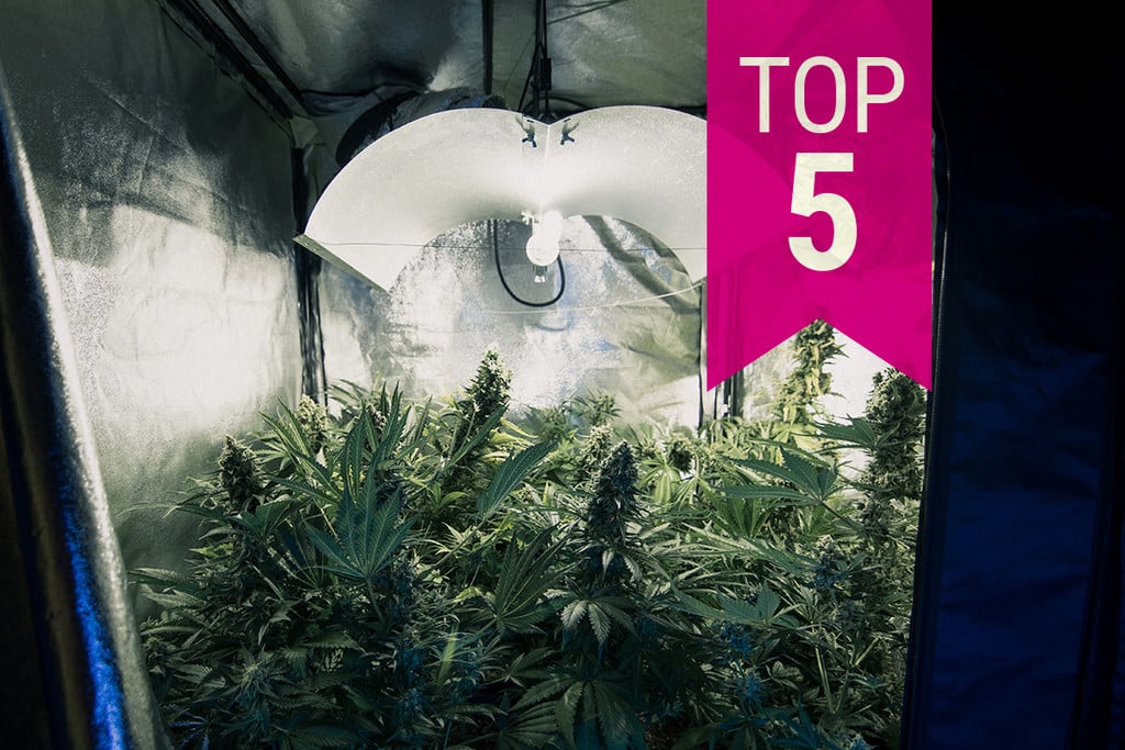 Top 5 des variétés de cannabis sans odeur pour cultiver en toute discrétion en 2024