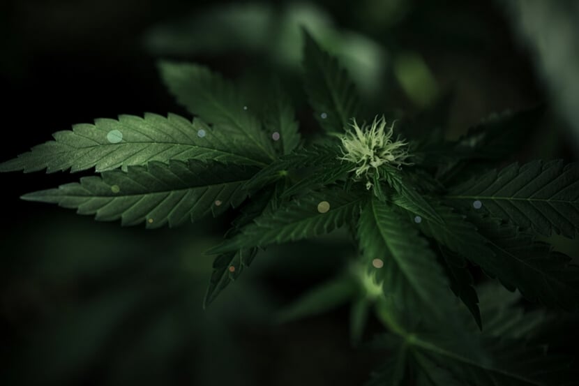 La Chélation Est-Elle La Clé Pour Nourrir Votre Cannabis ?