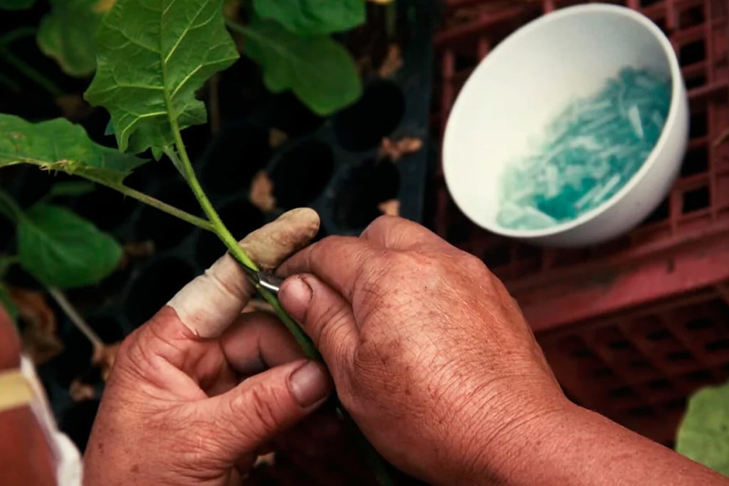 Le greffage du cannabis : comment cultiver plusieurs variétés sur un même plant