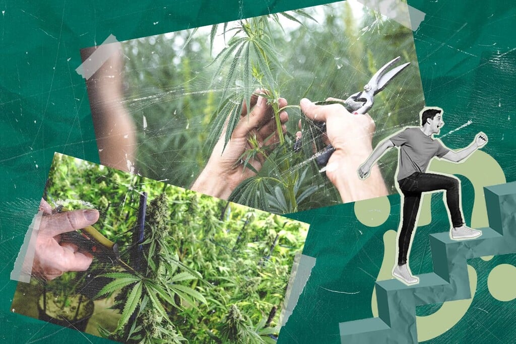 Le greffage du cannabis : comment cultiver plusieurs variétés sur un même plant