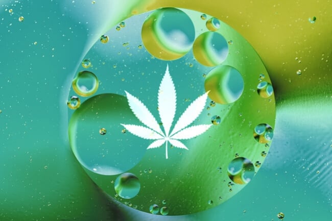 Oxygène Dissous : La Clé Pour Un Cannabis Massif Et En Bonne Santé