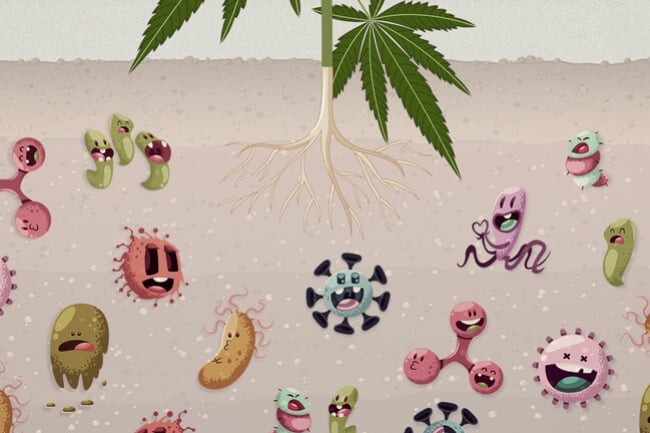 Pourquoi Les Microbes Du Sol Sont Vitaux Pour Votre Jardin De Cannabis
