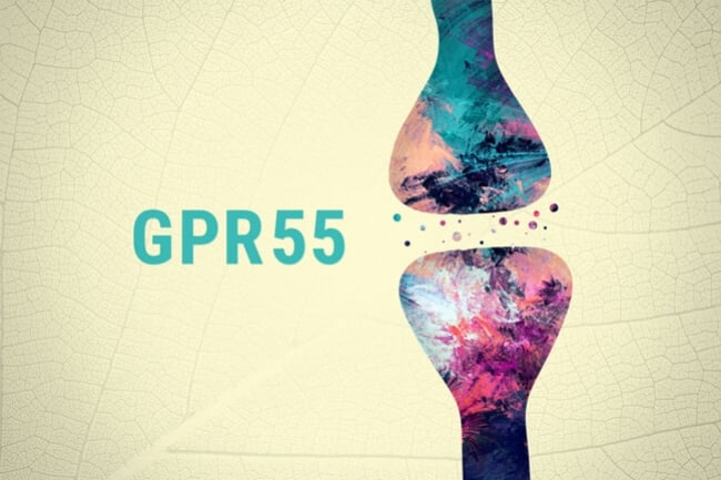Le GPR55 est-il le troisième récepteur de cannabinoïde ?