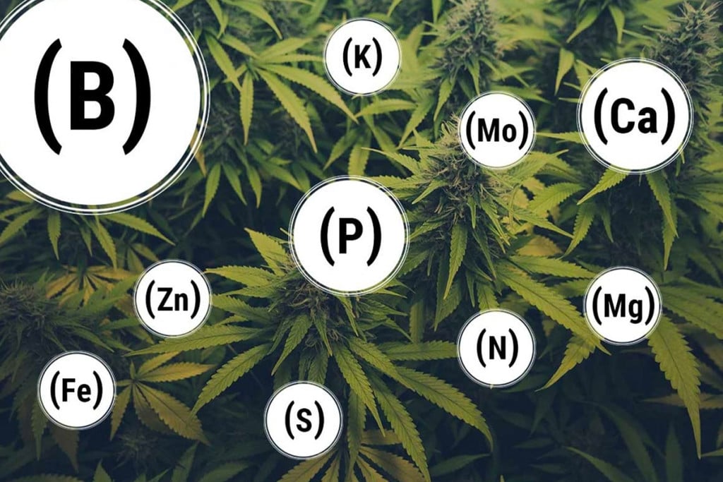 Prévenir et régler les carences nutritionnelles du cannabis