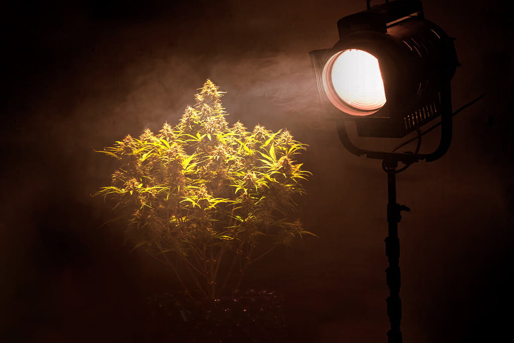 La pollution lumineuse sur le cannabis : est-ce une menace ? - RQS Blog