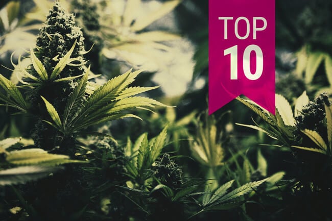 Top 10 Des Variétés De Cannabis Kush De Royal Queen Seeds