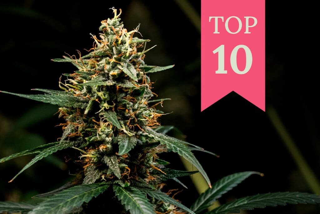 Top 10 Des Variétés De Cannabis Kush De Royal Queen Seeds