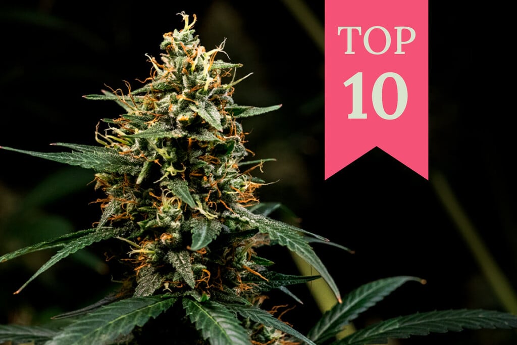 Top 10 des variétés de cannabis Kush