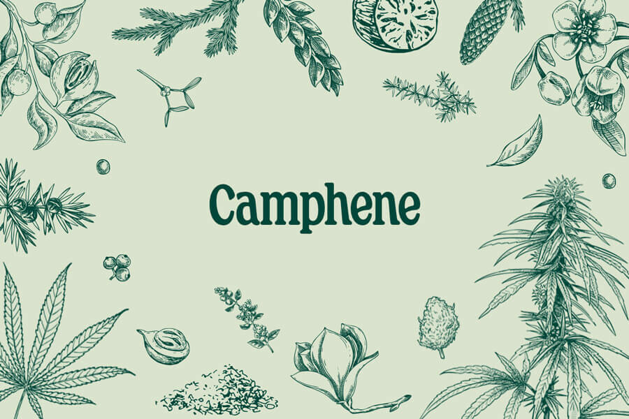 Camphène - Un Terpène Mineur Du Cannabis Au Fort Potentiel Médical