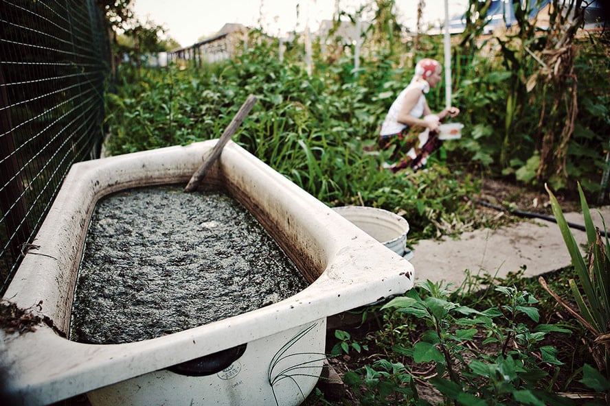 Utiliser un thé de compost pour nourrir vos plants de cannabis