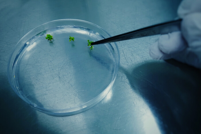 Qu’est-ce que la propagation par culture de tissus de cannabis ?