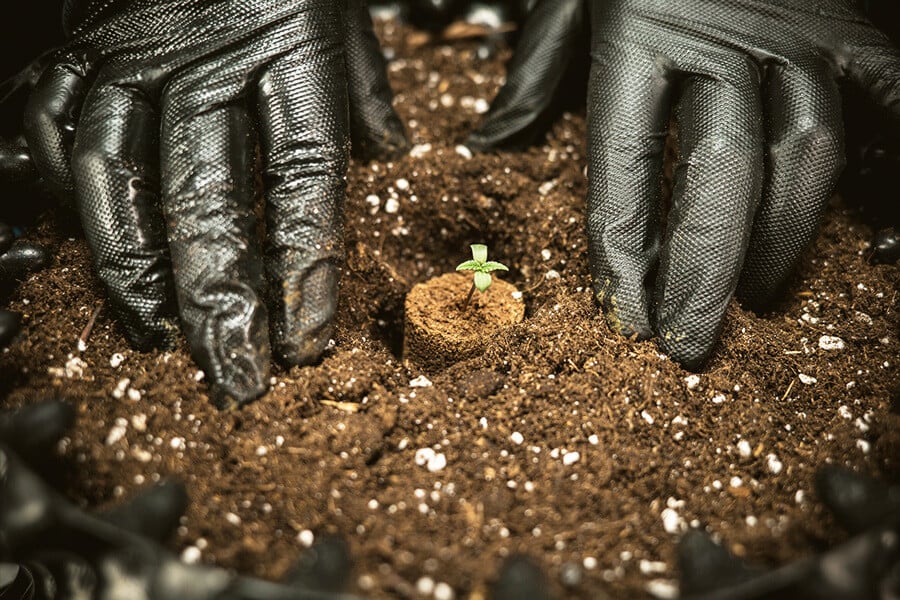 Le Meilleur Substrat Pour La Culture De Variétés À Autofloraison