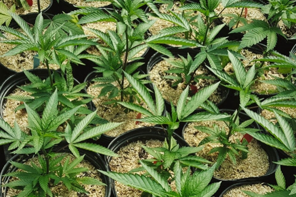 Comment Utiliser Le Paillis Pour Des Plants De Cannabis Plus Sains