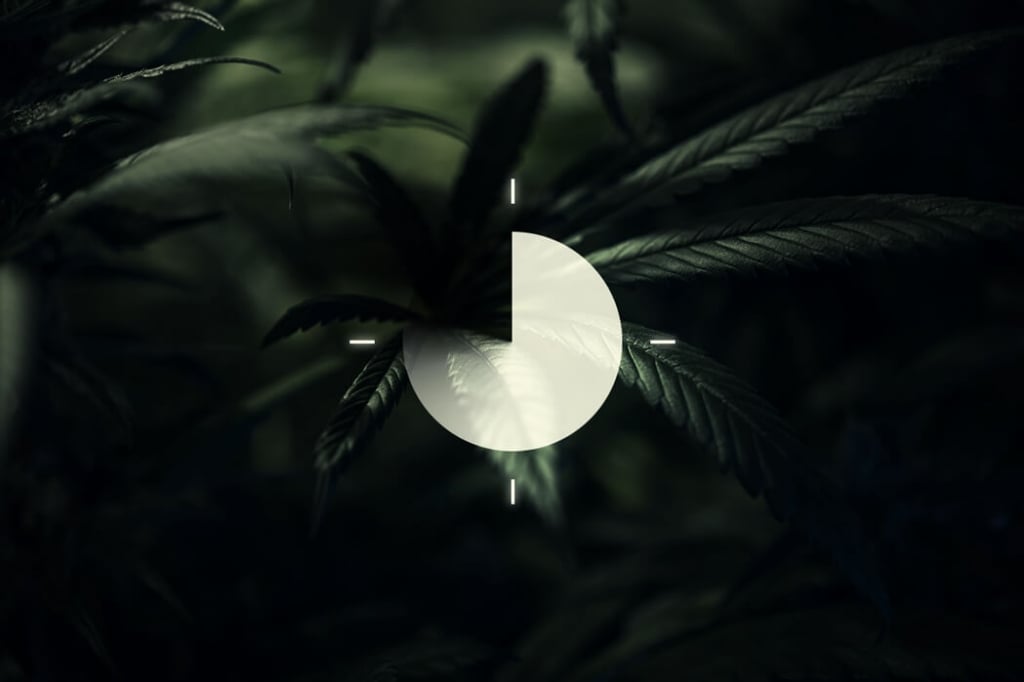 L'importance Du Cycle D'Obscurité Dans La Culture Du Cannabis