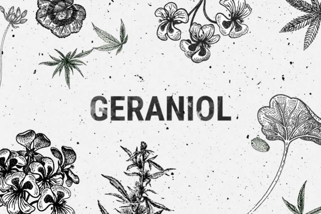 Géraniol ! Un intrigant terpène du cannabis