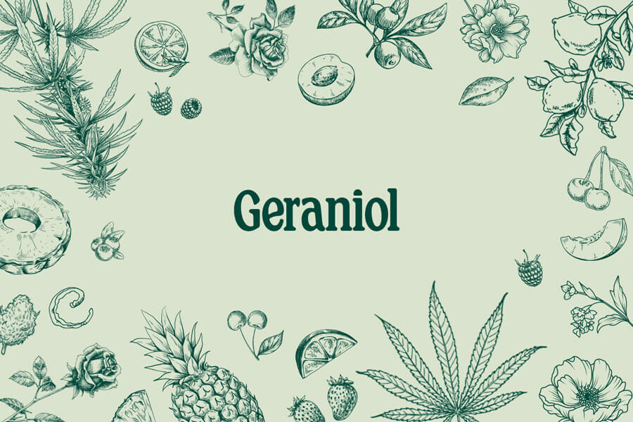 Géraniol ! Un intrigant terpène du cannabis