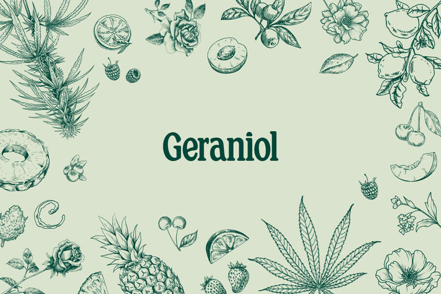 Géraniol : un terpène sucré et floral avec un sacré potentiel