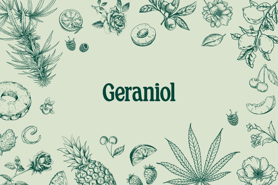 Géraniol : un terpène sucré et floral avec un sacré potentiel