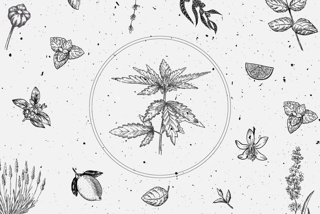 Méthodes d’isolation et d’extraction des terpènes : un guide complet