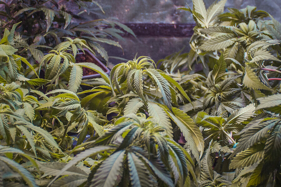 Pourquoi mes feuilles de cannabis s’enroulent-elles ? Causes fréquentes et solutions