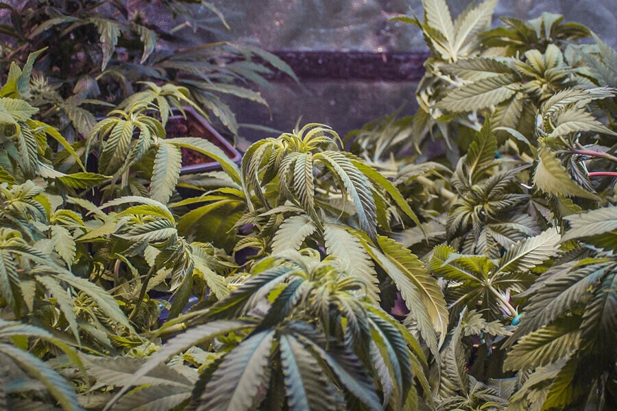 Pourquoi mes feuilles de cannabis s’enroulent-elles ? Causes fréquentes et solutions