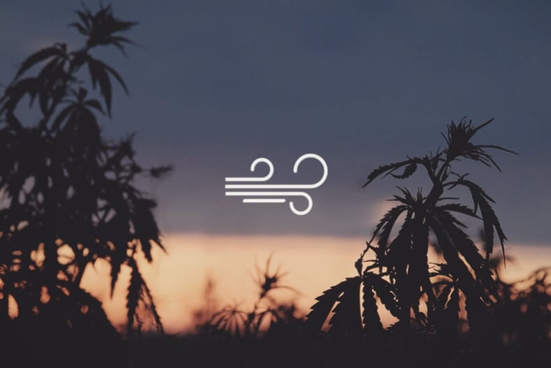 Brûlure du vent et weed : protéger votre cannabis des dégâts du vent