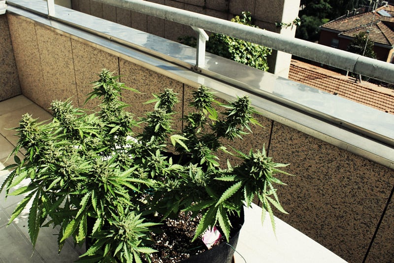 Comment Cultiver De La Super Weed Sur Un Balcon Ou Une Terrasse