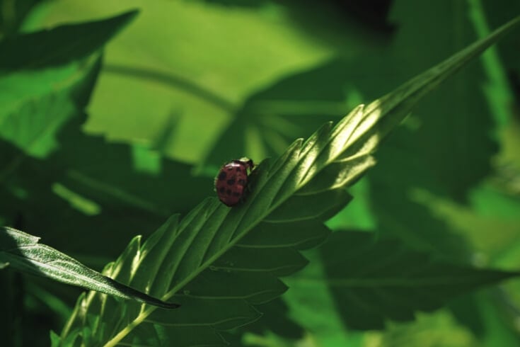 5 moyens de lutter contre les insectes ravageurs au jardin