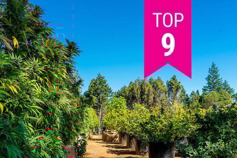 Top 9 des variétés de cannabis de Californie en 2025