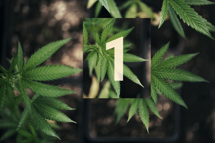 Culture Du Cannabis En Extérieur Et Hors Réseau Partie 1 : Se Lancer