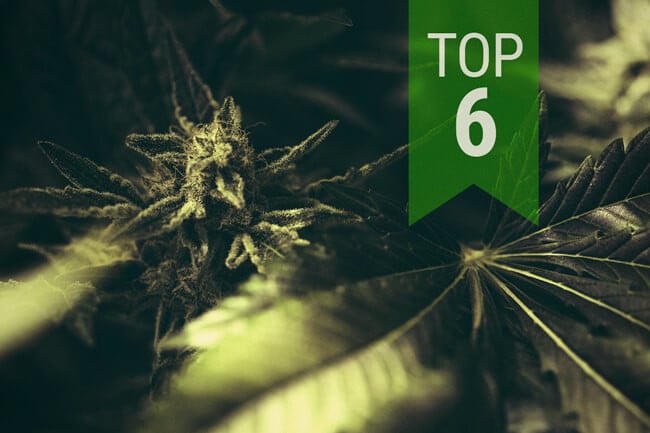 Meilleures Variétés Autofloraison De 2025