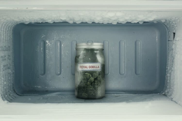 Peut-On Vraiment Congeler Le Cannabis ?