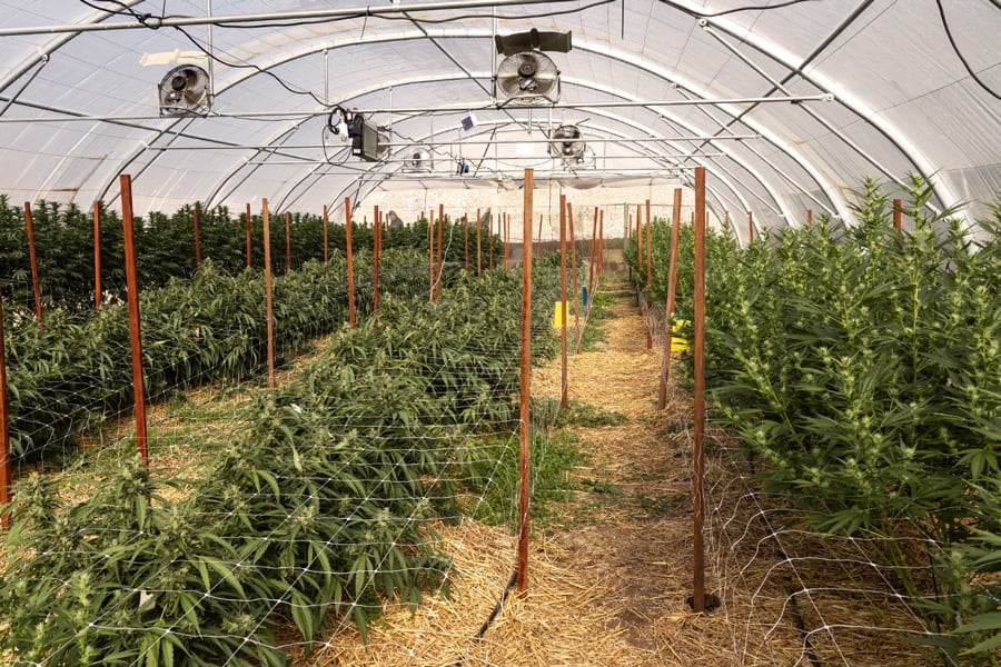 Guide de l'éclairage complémentaire des serres