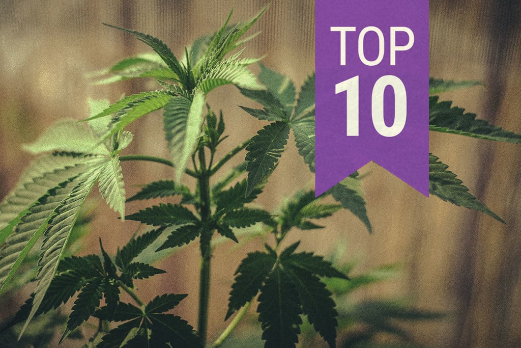 Top 10 des astuces pour la culture du cannabis : réponses à la FAQ